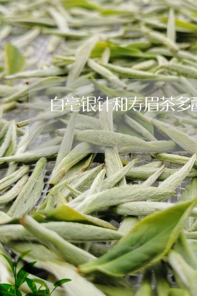 白毫银针和寿眉茶多酚含量/2023041266039