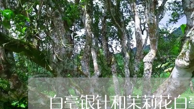 白毫银针和茉莉花白毫银针/2023040916137