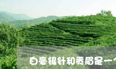 白毫银针和贡眉是一个茶吗/2023041218481