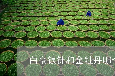 白毫银针和金牡丹哪个好喝/2023041286169