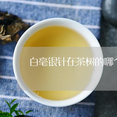 白毫银针在茶树的哪个部位/2023041274948