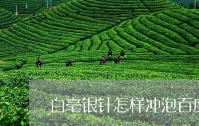 白毫银针怎样冲泡百度百科/2023040926161