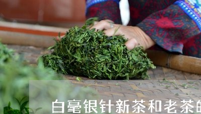 白毫银针新茶和老茶的口感/2023040963847