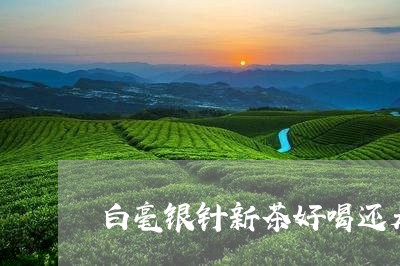 白毫银针新茶好喝还是老茶/2023040996146