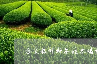 白毫银针新茶性寒吗能喝吗/2023041399472