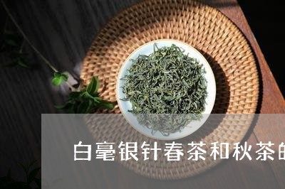 白毫银针春茶和秋茶的区别/2023040936058