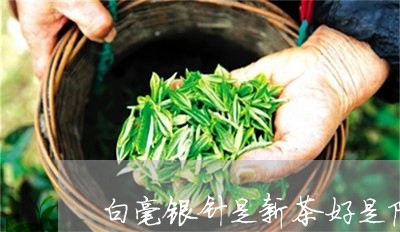 白毫银针是新茶好是陈茶好/2023040904937