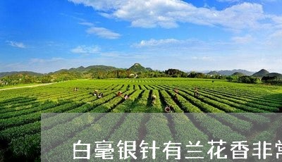 白毫银针有兰花香非常明显/2023040918385