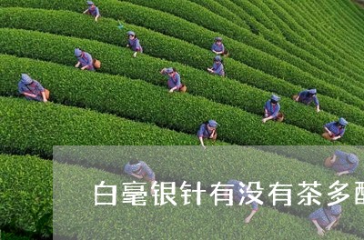 白毫银针有没有茶多酚成分/2023040964726