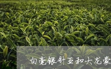 白毫银针王和大龙豪的区别/2023040924959