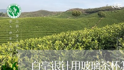 白毫银针用玻璃茶杯怎么泡/2023040947281