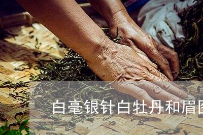 白毫银针白牡丹和眉图片/2023040927153