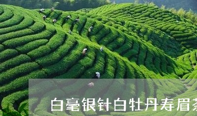 白毫银针白牡丹寿眉茶区别/2023040902403