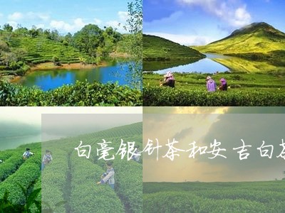 白毫银针茶和安吉白茶冲泡/2023041374968