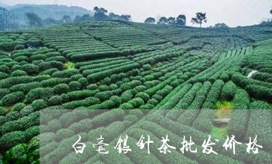 白毫银针茶批发价格/2023032120792