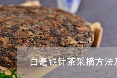 白毫银针茶采摘方法及时间/2023041383029