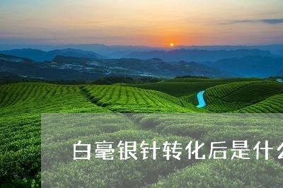 白毫银针转化后是什么颜色/2023041396148