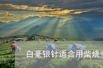 白毫银针适合用柴烧壶泡吗/2023041014847