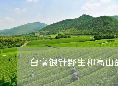 白毫银针野生和高山的区别/2023041071391