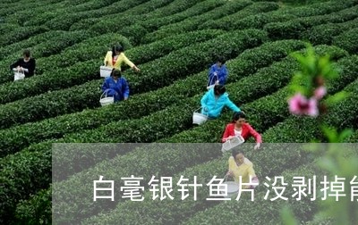 白毫银针鱼片没剥掉能喝吗/2023041022615