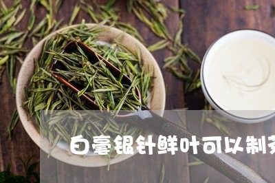 白毫银针鲜叶可以制茶多少/2023041003835