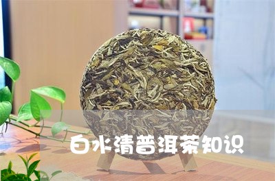 白水清普洱茶知识/2023040953828