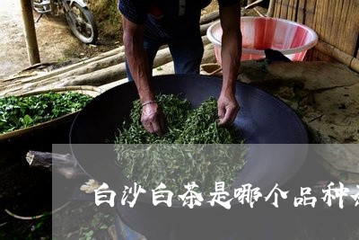 白沙白茶是哪个品种茶叶好/2023041079693