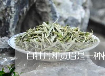 白牡丹和贡眉是一种植物吗/2023041097730