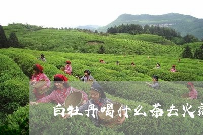 白牡丹喝什么茶去火效果好/2023041028370