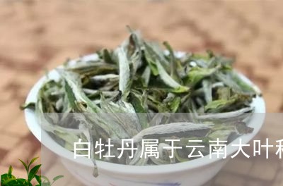 白牡丹属于云南大叶种茶吗/2023041367281