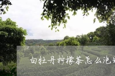 白牡丹柠檬茶怎么泡制好喝/2023041305171