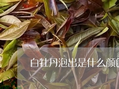 白牡丹泡出是什么颜色的茶/2023041037483