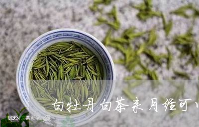 白牡丹白茶来月经可以喝吗/2023041022606