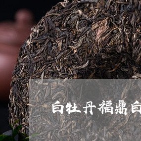 白牡丹福鼎白茶是有药香吗/2023041362724