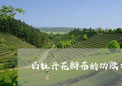 白牡丹花瓣茶的功效与作用/2023041036180