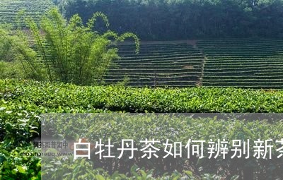 白牡丹茶如何辨别新茶陈茶/2023041370605