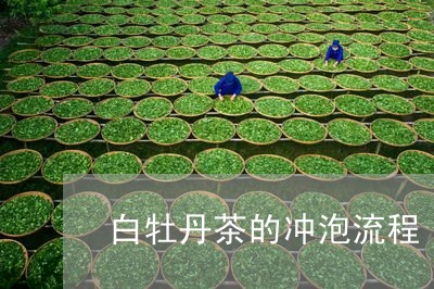 白牡丹茶的冲泡流程/2023032190582