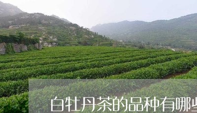 白牡丹茶的品种有哪些图片/2023041018362