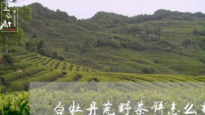 白牡丹荒野茶饼怎么样冲泡/2023041304835