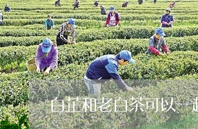 白芷和老白茶可以一起煮嘛/2023041089360