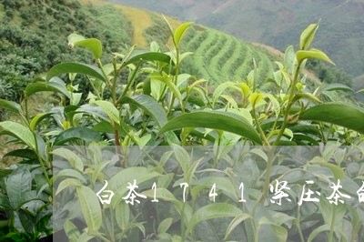 白茶1741紧压茶的汤色/2023033091750