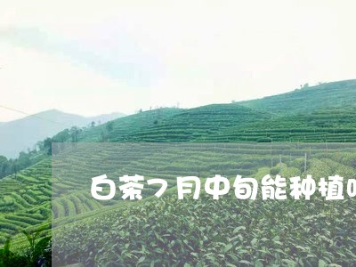 白茶7月中旬能种植吗谢谢/2023033086152