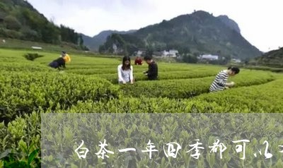 白茶一年四季都可以有清收/2023041319370