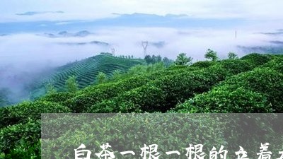 白茶一根一根的立着是好吗/2023041398470