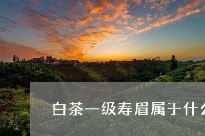 白茶一级寿眉属于什么档次/2023041071724