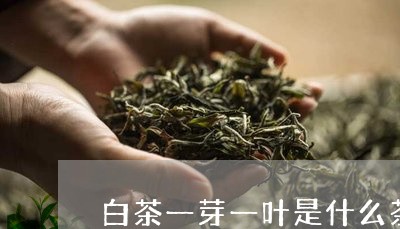 白茶一芽一叶是什么茶图片/2023041058493