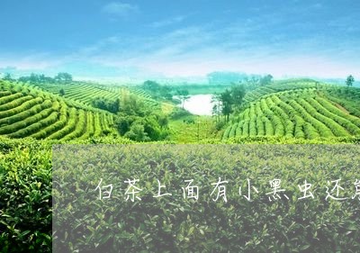 白茶上面有小黑虫还能喝吗/2023041062614