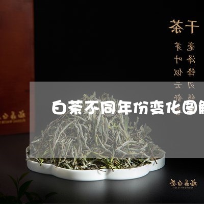 白茶不同年份变化图解说明/2023041015037