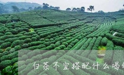 白茶不宜搭配什么喝的茶叶/2023041094958