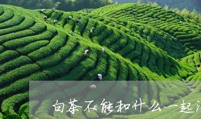 白茶不能和什么一起泡水喝/2023041027370